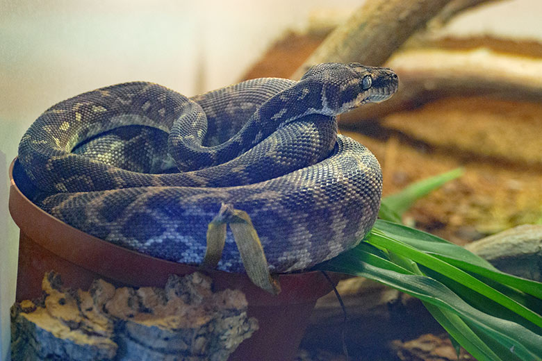 Männlicher Rauschuppenpython am 12. Juli 2021 im Aufzucht-Terrarium im Zoo Wuppertal