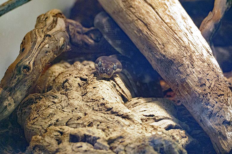 Weiblicher Rauschuppenpython am 12. Juli 2021 im Aufzucht-Terrarium im Grünen Zoo Wuppertal