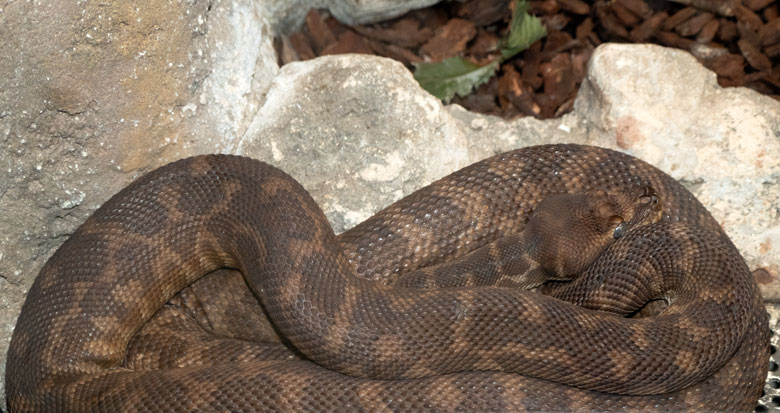 Rauschuppenpython am 1. November 2021 im Terrarium im Zoologischen Garten Wuppertal