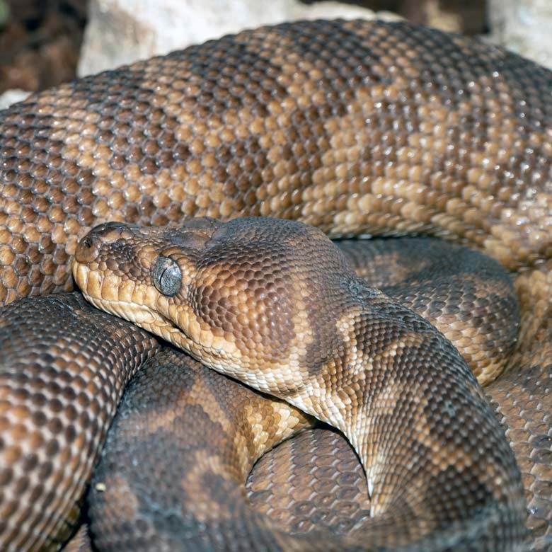 Rauschuppenpython am 2. November 2021 im Terrarium im Grünen Zoo Wuppertal