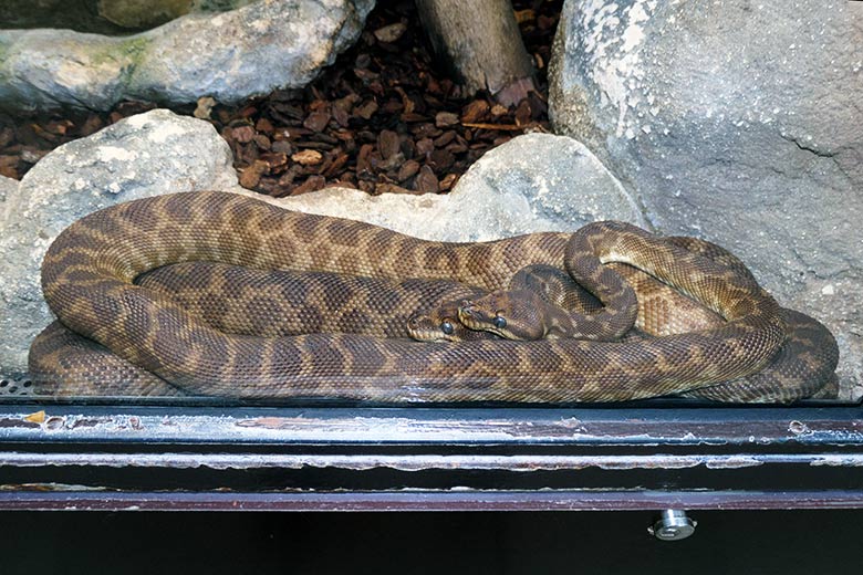 Rauschuppenpython-Paar am 10. Dezember 2021 im Terrarium im Zoologischen Garten der Stadt Wuppertal