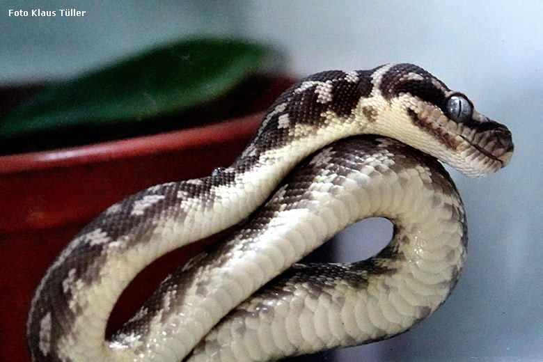 Junger Rauschuppenpython am 20. August 2022 in der Nachzuchtstation im Grünen Zoo Wuppertal (Foto Klaus Tüller)