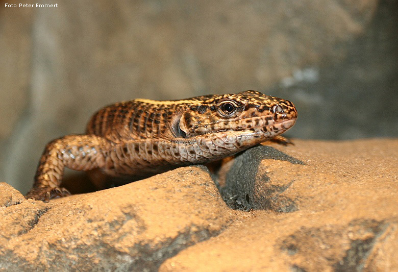 Felsenschildechse im Zoo Wuppertal im Januar 2008 (Foto Peter Emmert)