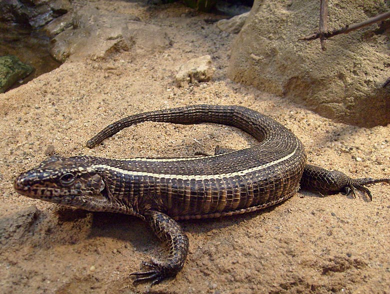 Felsenschildechse im Zoologischen Garten Wuppertal im November 2008