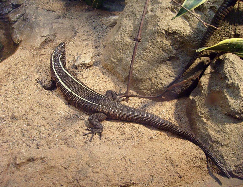 Felsenschildechse im Wuppertaler Zoo im November 2008