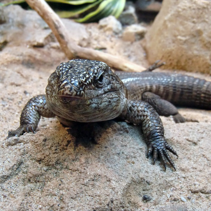 Felsenschildechse im Wuppertaler Zoo im Juni 2010