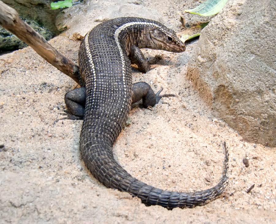 Felsenschildechsen im Zoologischen Garten Wuppertal im Juli 2010