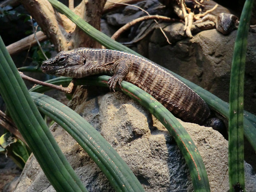 Felsenschildechsen im Wuppertaler Zoo im Januar 2012