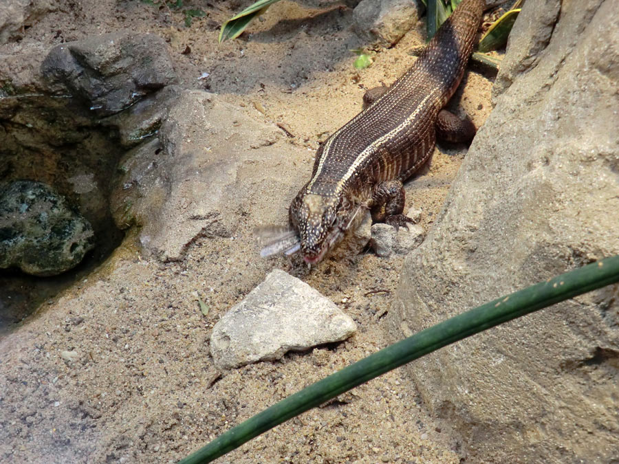 Felsenschildechsen im Wuppertaler Zoo im Februar 2012