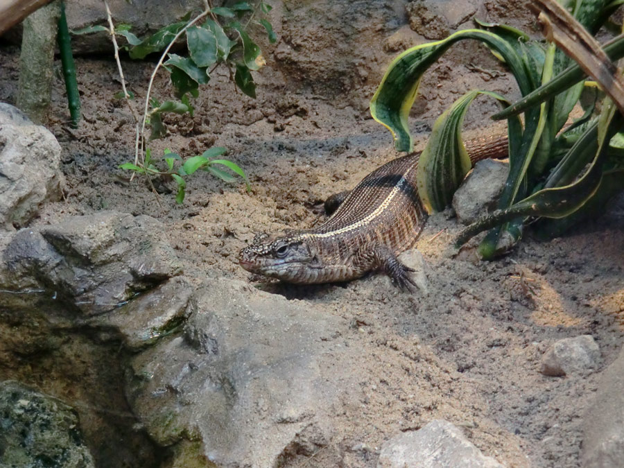 Felsenschildechsen im Zoo Wuppertal im März 2012