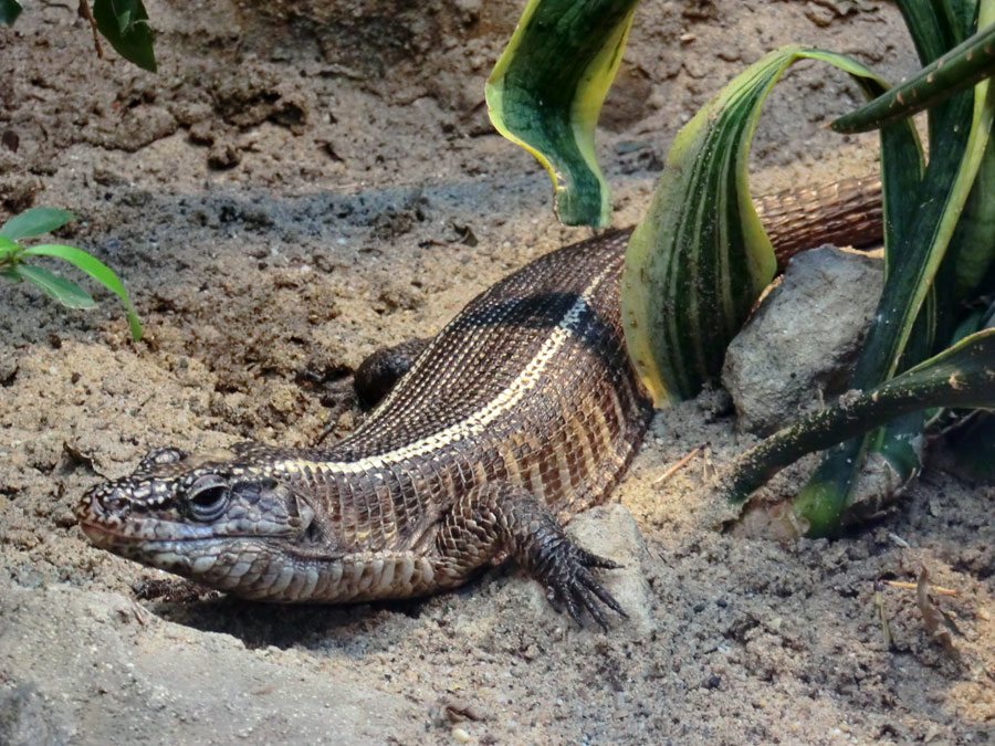 Felsenschildechsen im Zoologischen Garten Wuppertal im März 2012