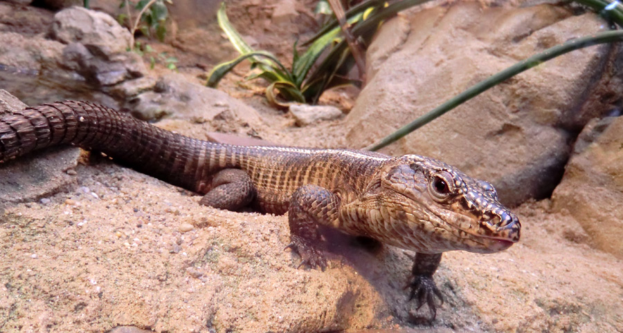 Felsenschildechsen im Zoologischen Garten Wuppertal im April 2012