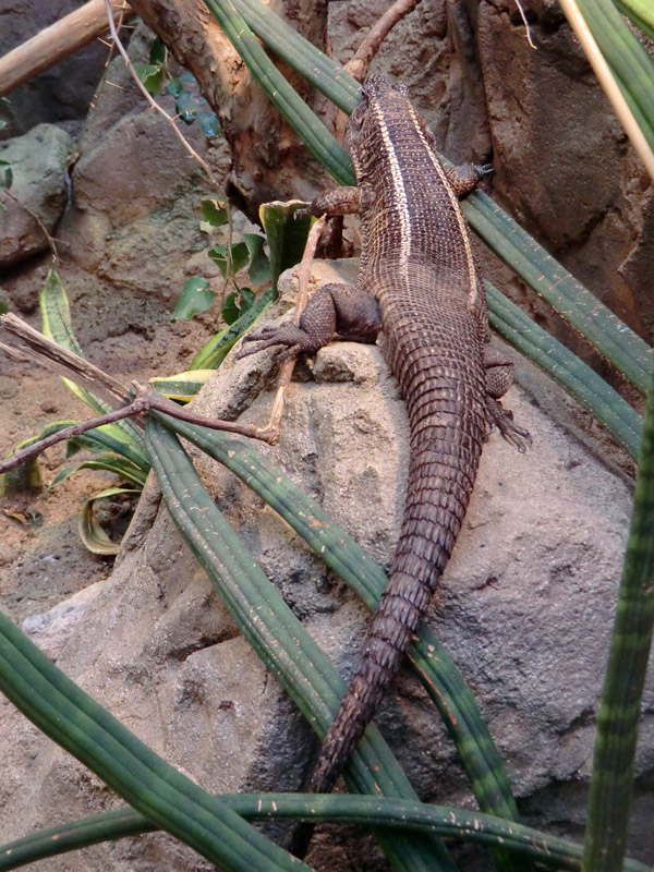 Felsenschildechsen im Zoo Wuppertal im April 2012