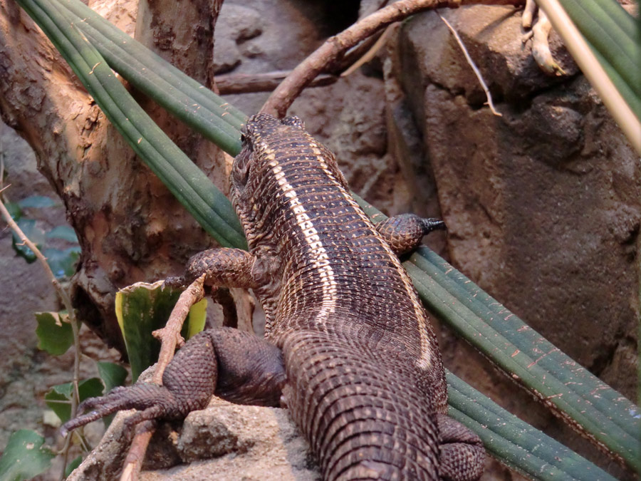 Felsenschildechsen im Wuppertaler Zoo im April 2012