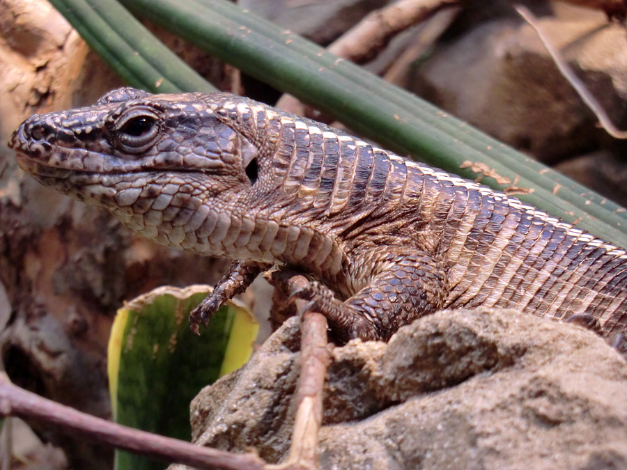 Felsenschildechsen im Zoo Wuppertal im April 2012