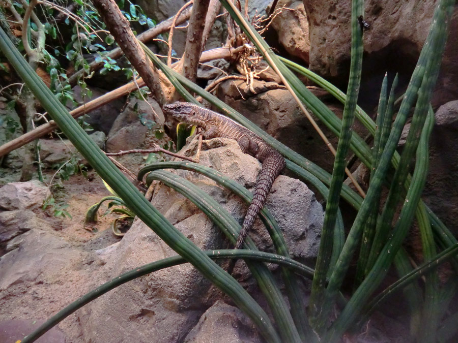 Felsenschildechsen im Zoologischen Garten Wuppertal im April 2012