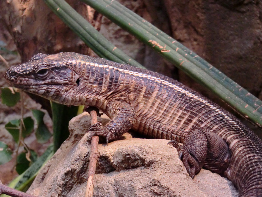 Felsenschildechsen im Wuppertaler Zoo im April 2012