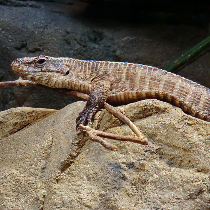 Felsenschildechse im Wuppertaler Zoo im November 2012