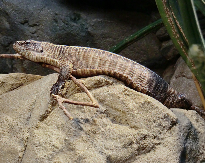 Felsenschildechse im Wuppertaler Zoo im November 2012