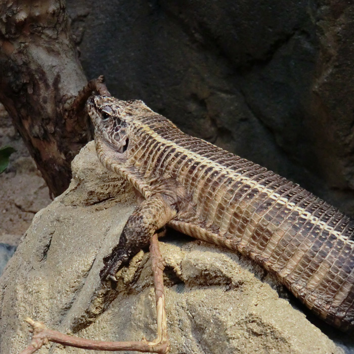 Felsenschildechse im Wuppertaler Zoo im November 2012