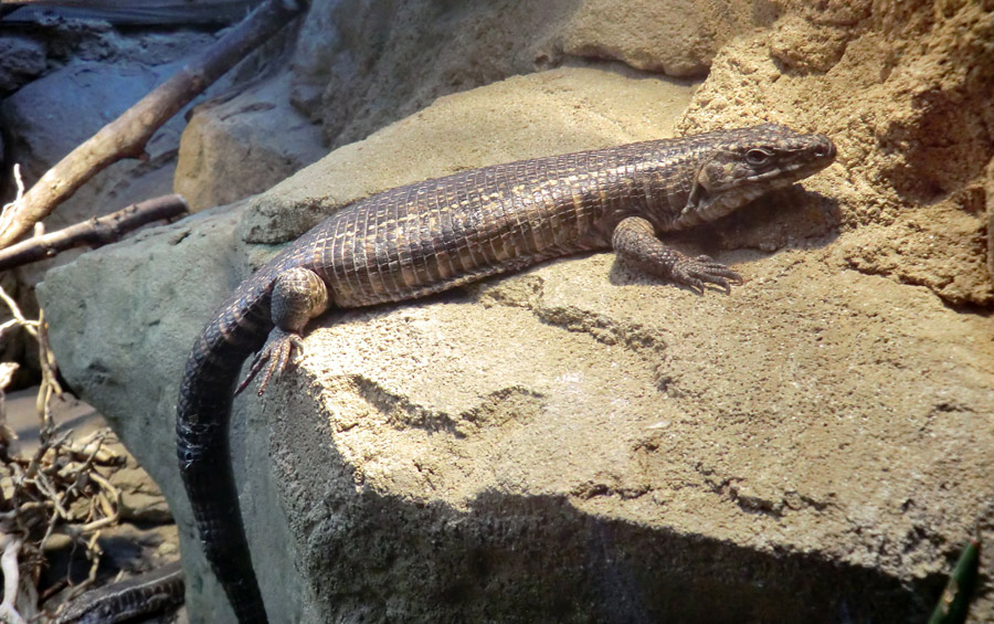 Felsenschildechsen im Zoo Wuppertal im Dezember 2012