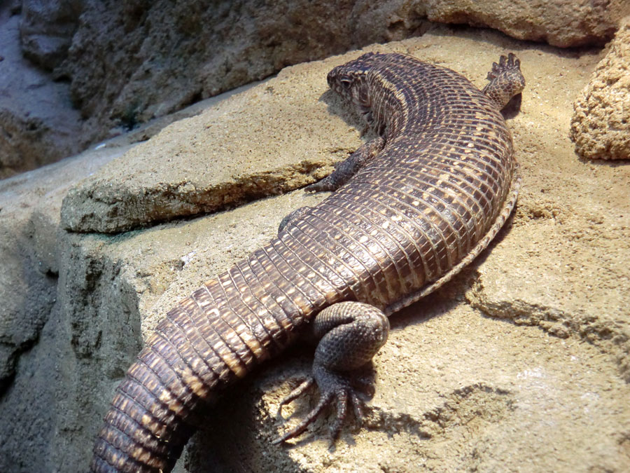 Felsenschildechsen im Zoo Wuppertal im Dezember 2012