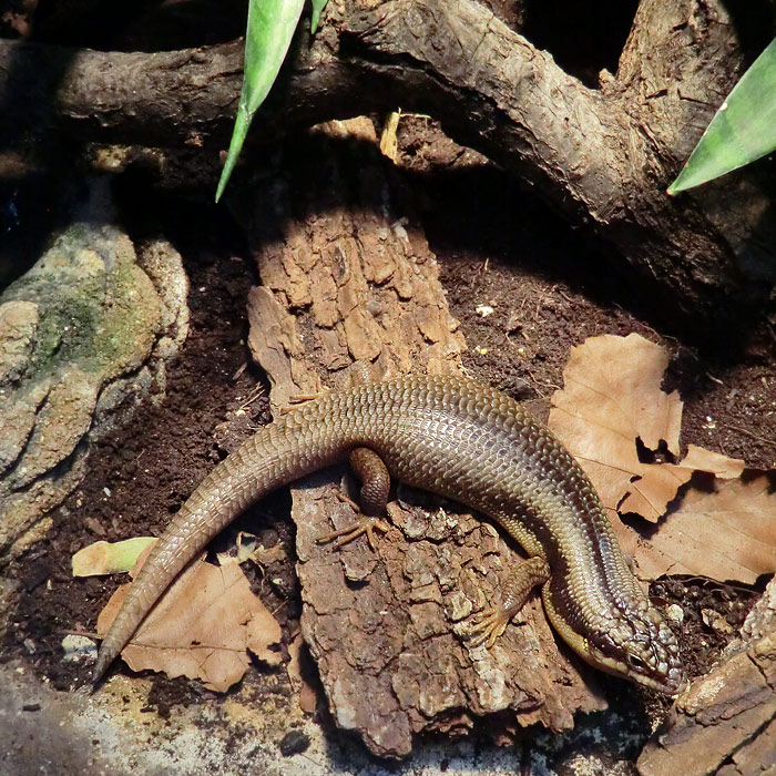 Baumskink im Wuppertaler Zoo im November 2012