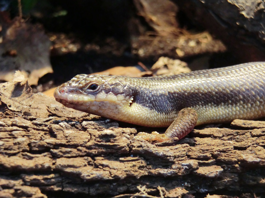 Baumskink im Zoologischen Garten Wuppertal im Januar 2013