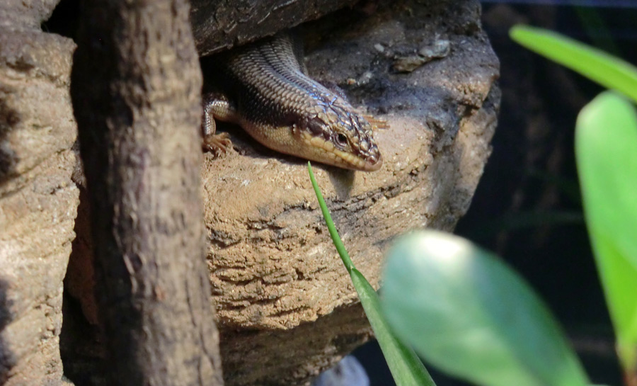 Baumskink im Zoo Wuppertal im März 2013