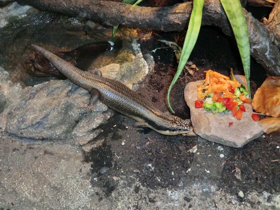 Baumskink im Wuppertaler Zoo im April 2013