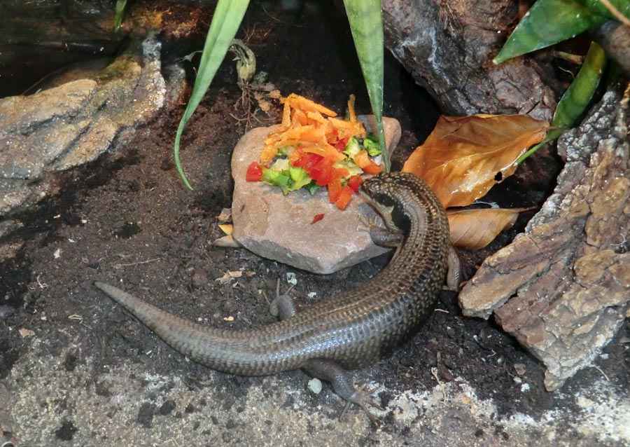 Baumskink im Wuppertaler Zoo im April 2013