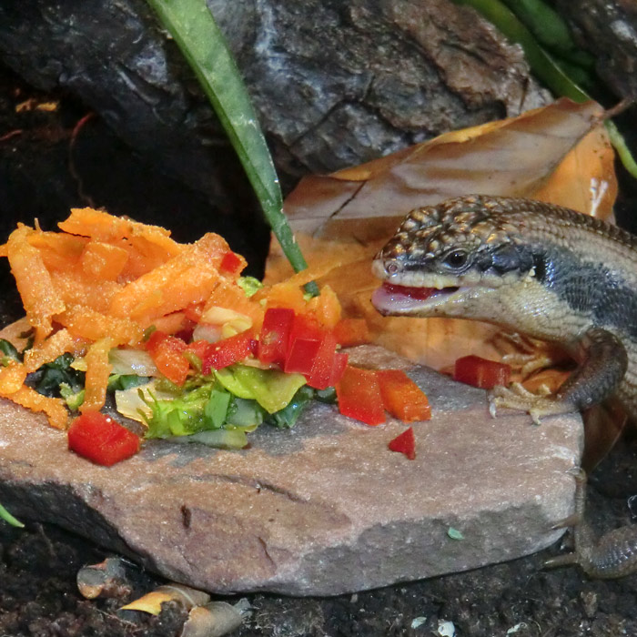 Baumskink im Wuppertaler Zoo im April 2013