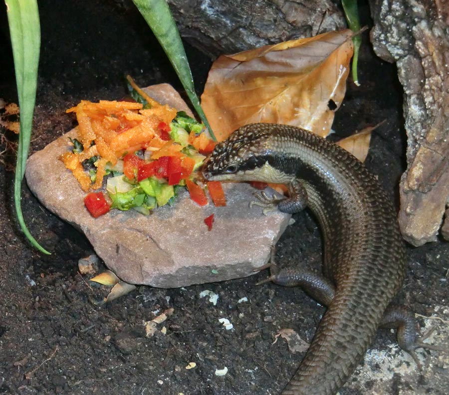 Baumskink im Wuppertaler Zoo im April 2013