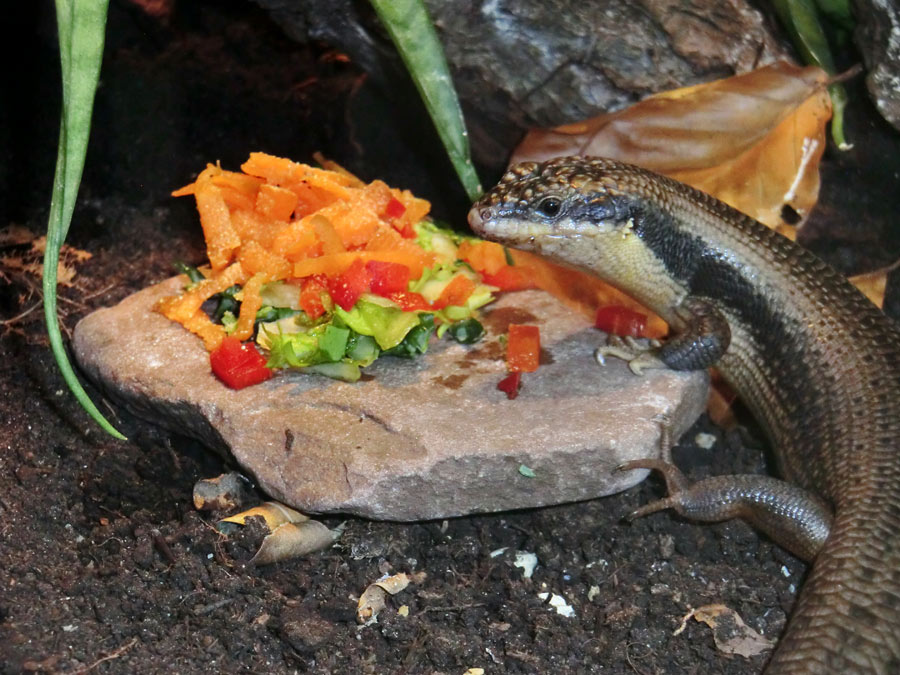 Baumskink im Wuppertaler Zoo im April 2013