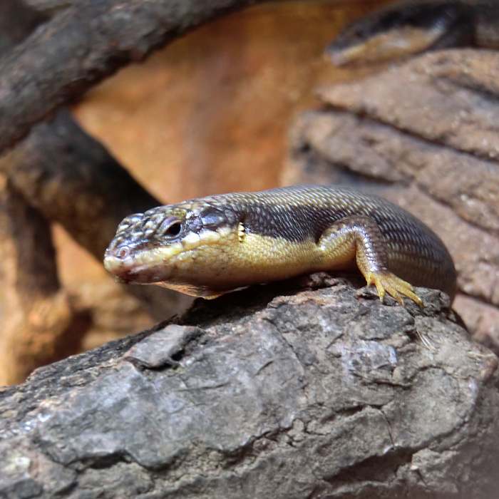 Baumskink im Wuppertaler Zoo im Mai 2013