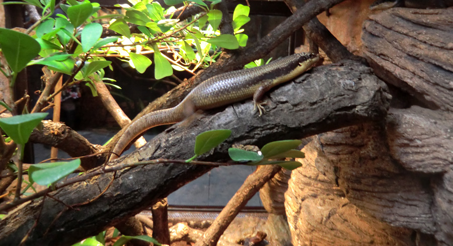 Baumskink im Wuppertaler Zoo im Mai 2013