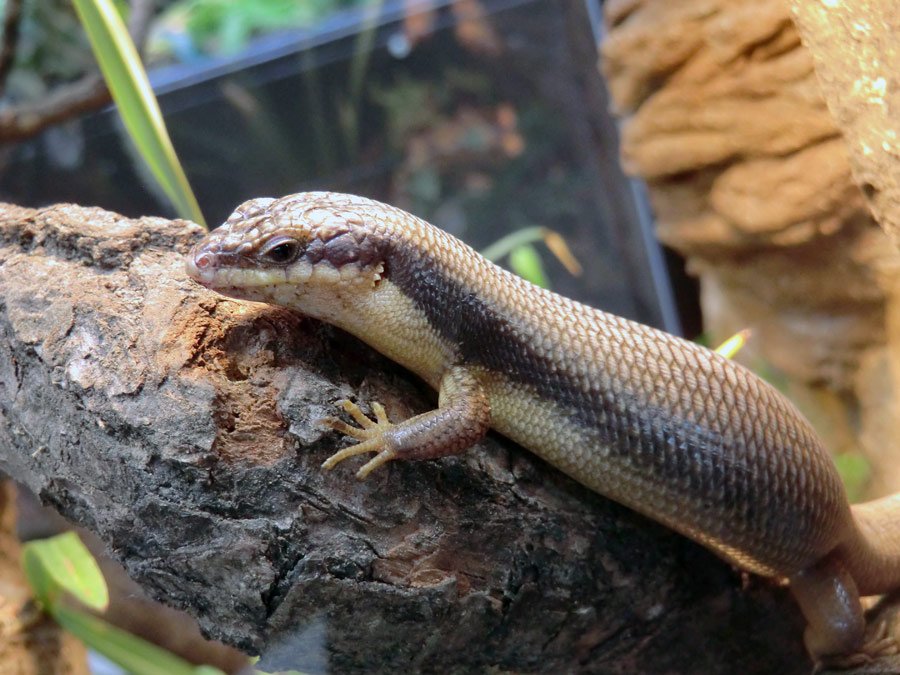 Baumskink im Zoologischen Garten Wuppertal im Mai 2013