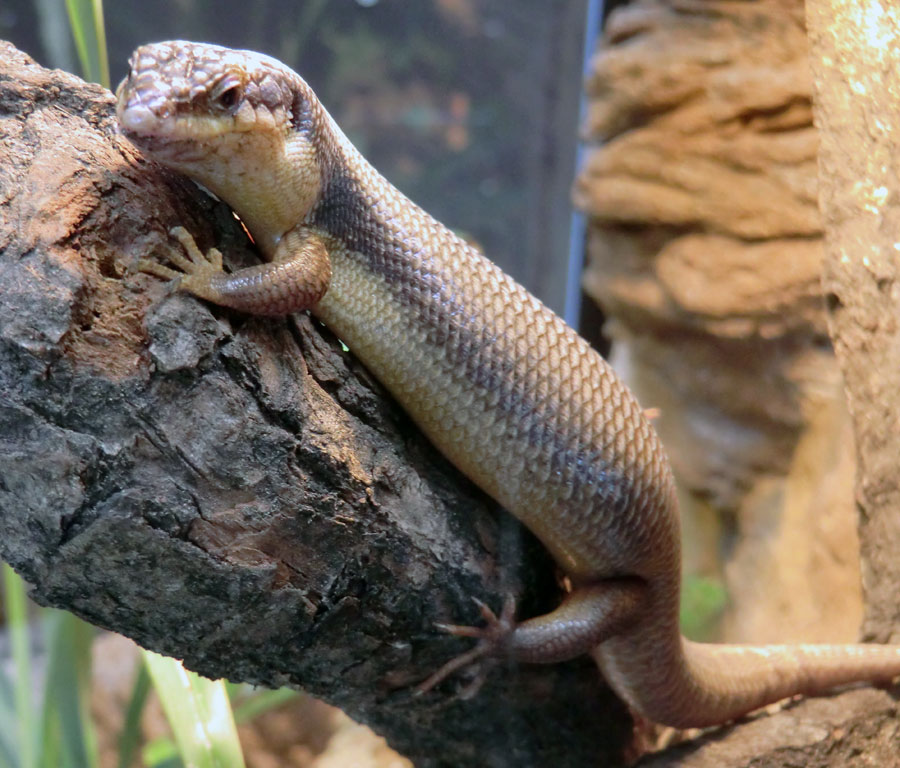 Baumskink im Zoo Wuppertal im Mai 2013