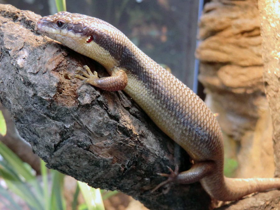 Baumskink im Zoologischen Garten Wuppertal im Mai 2013