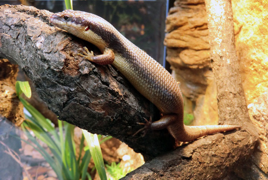 Baumskink im Wuppertaler Zoo im Mai 2013