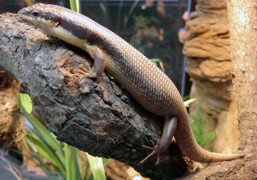 Baumskink im Zoologischen Garten Wuppertal im Mai 2013