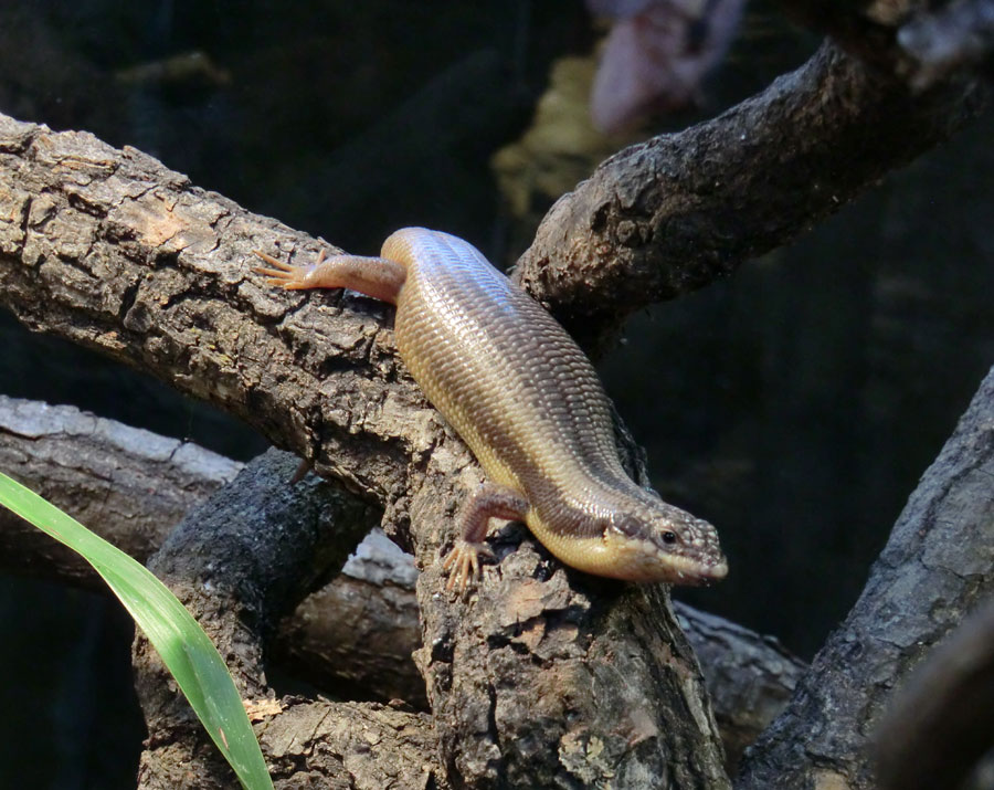 Baumskink im Zoo Wuppertal im Mai 2013