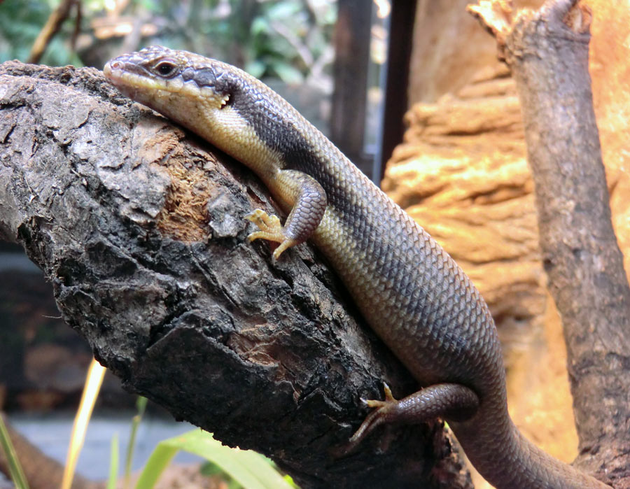 Baumskink im Zoologischen Garten Wuppertal im Juni 2013