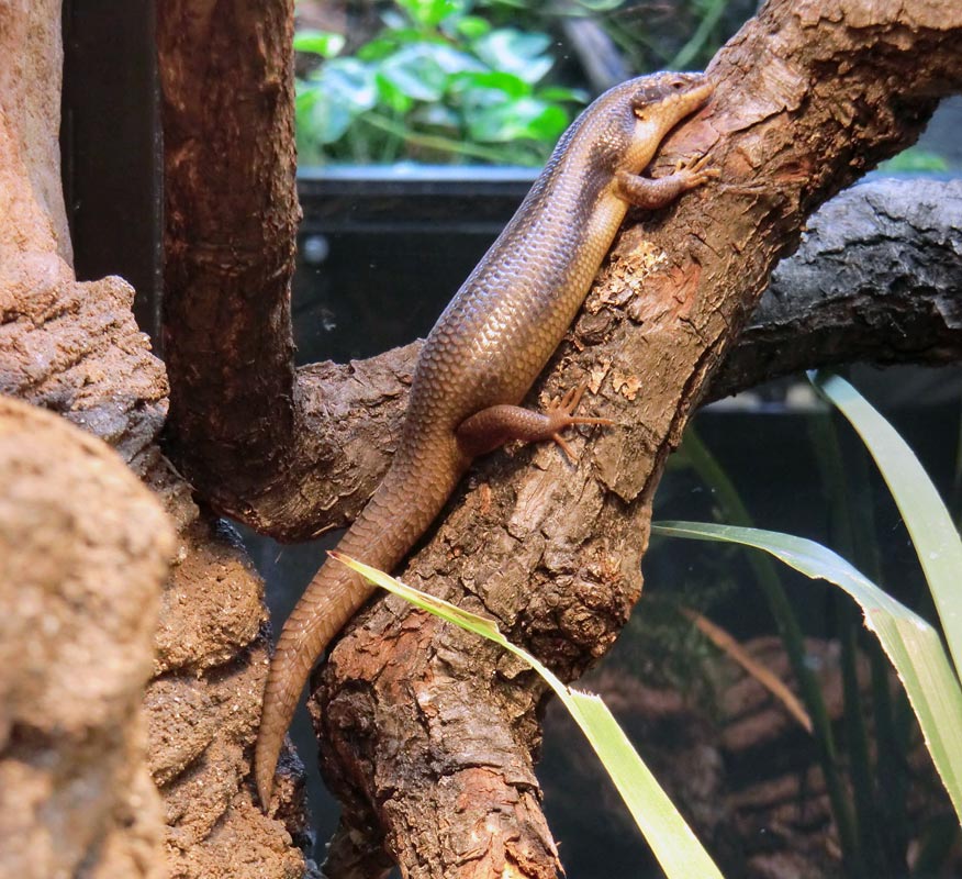 Baumskink im Zoologischen Garten Wuppertal im Juni 2013