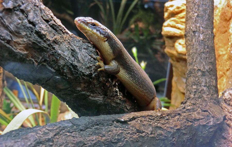 Baumskink im Wuppertaler Zoo im Juni 2013