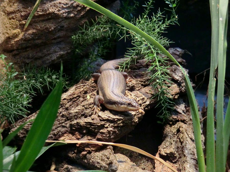 Baumskink im Zoo Wuppertal im Juni 2013