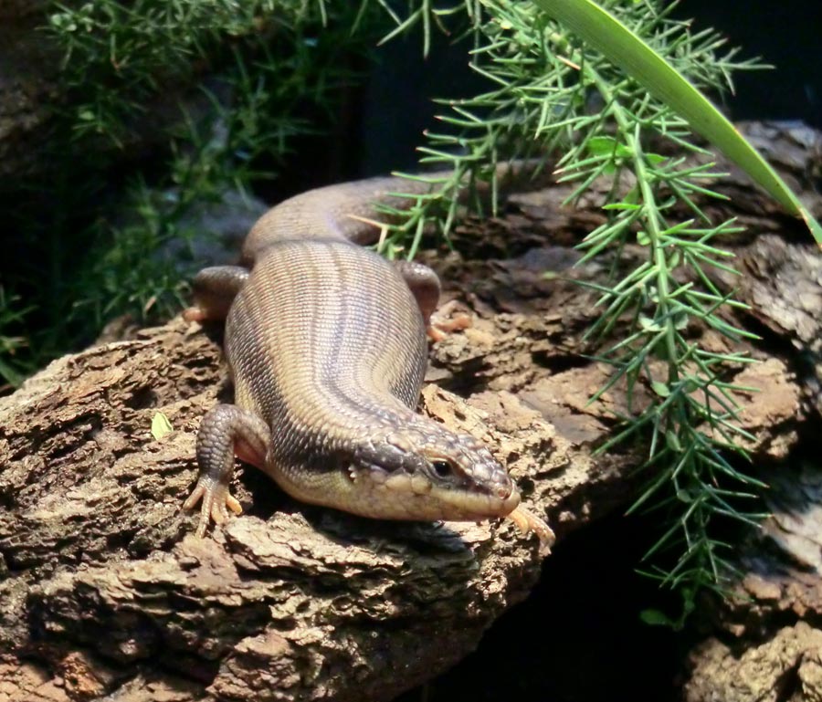 Baumskink im Zoologischen Garten Wuppertal im Juni 2013