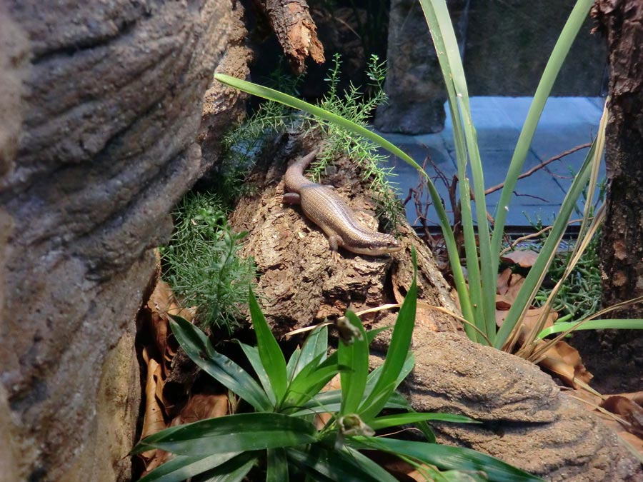 Baumskink im Wuppertaler Zoo im Juni 2013