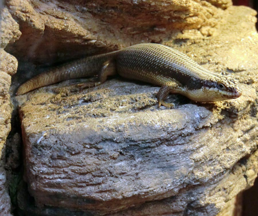 Baumskink im Wuppertaler Zoo im Juli 2013