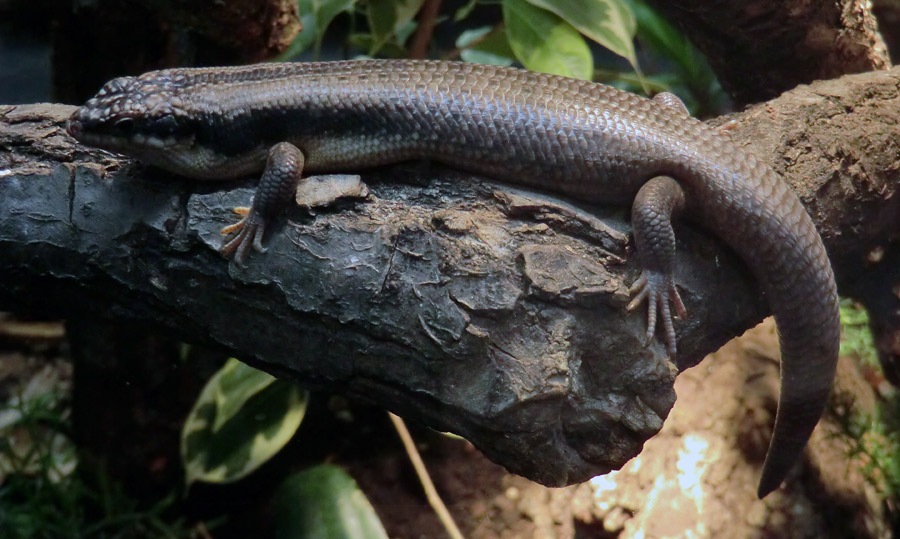 Baumskink im Zoologischen Garten Wuppertal im September 2013